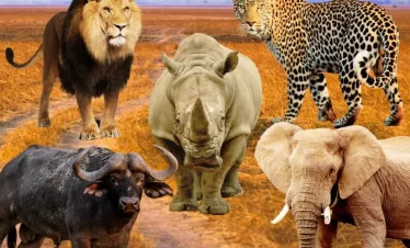 Big-five-animals