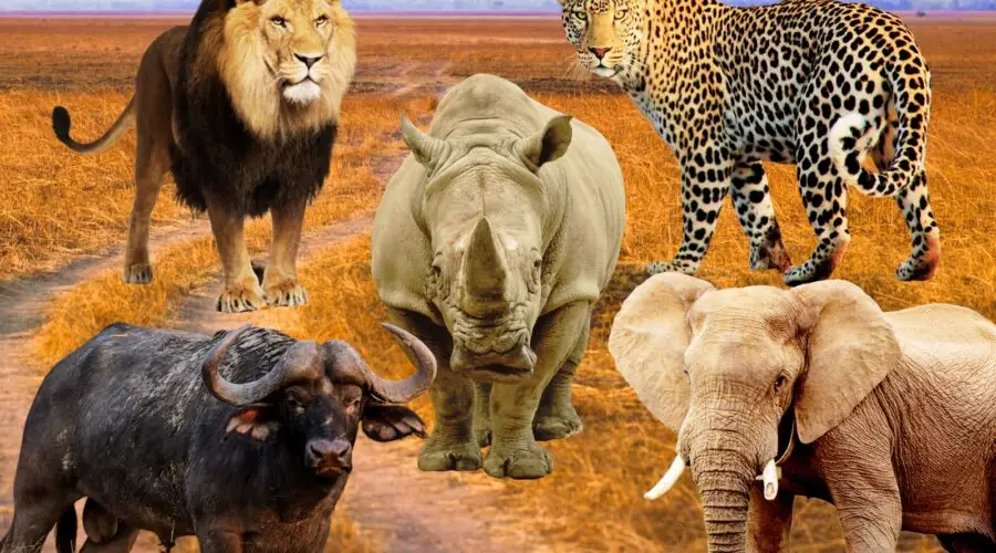 Big-five-animals