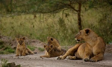 animals, nature, lion, pet, mammal, animal, family, species, fauna, wildlife, savannah, safari, king, jungle, feline, cat