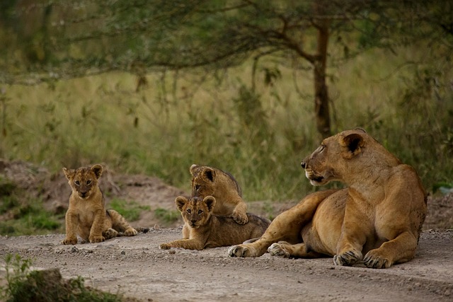 animals, nature, lion, pet, mammal, animal, family, species, fauna, wildlife, savannah, safari, king, jungle, feline, cat