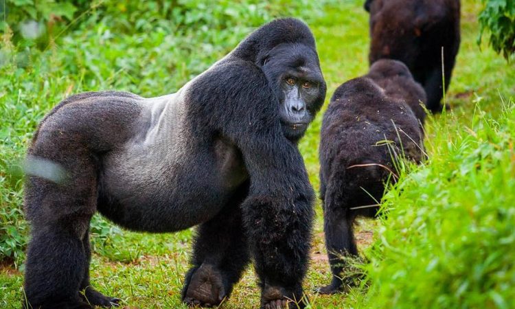 mountain-gorilla-volcanoes-national-park-rwanda
